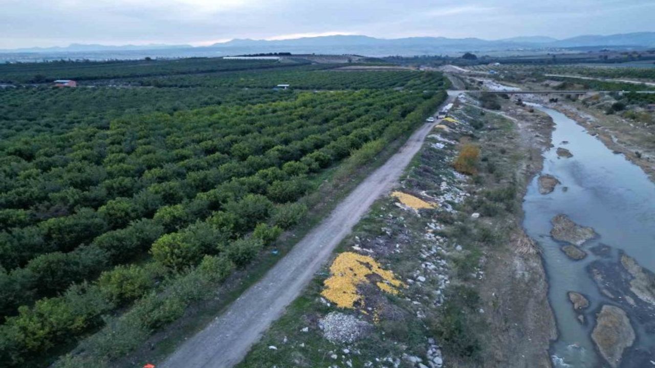 Tonlarca limon dere yatağına döküldü