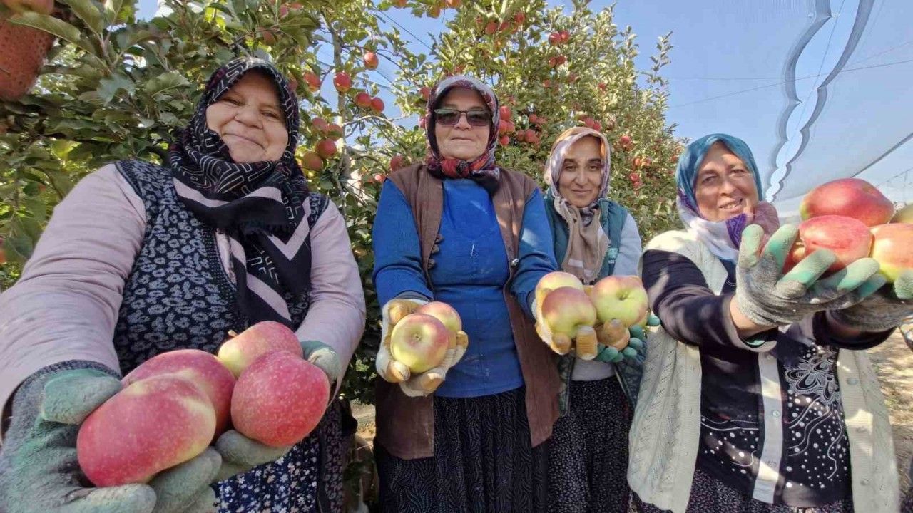 Türkiye'nin elma deposunda son hasat yapılıyor - Mersinhabermerkezi.com: Mersin Haber Son Dakika Mersin Haberleri