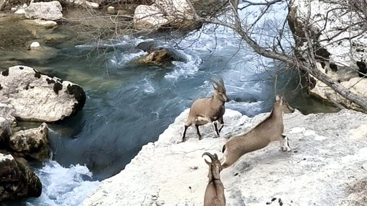 Tağar Çayı kıyısına neşe katan dağ keçileri, vatandaşlarla iç içe görüntüler sunuyor