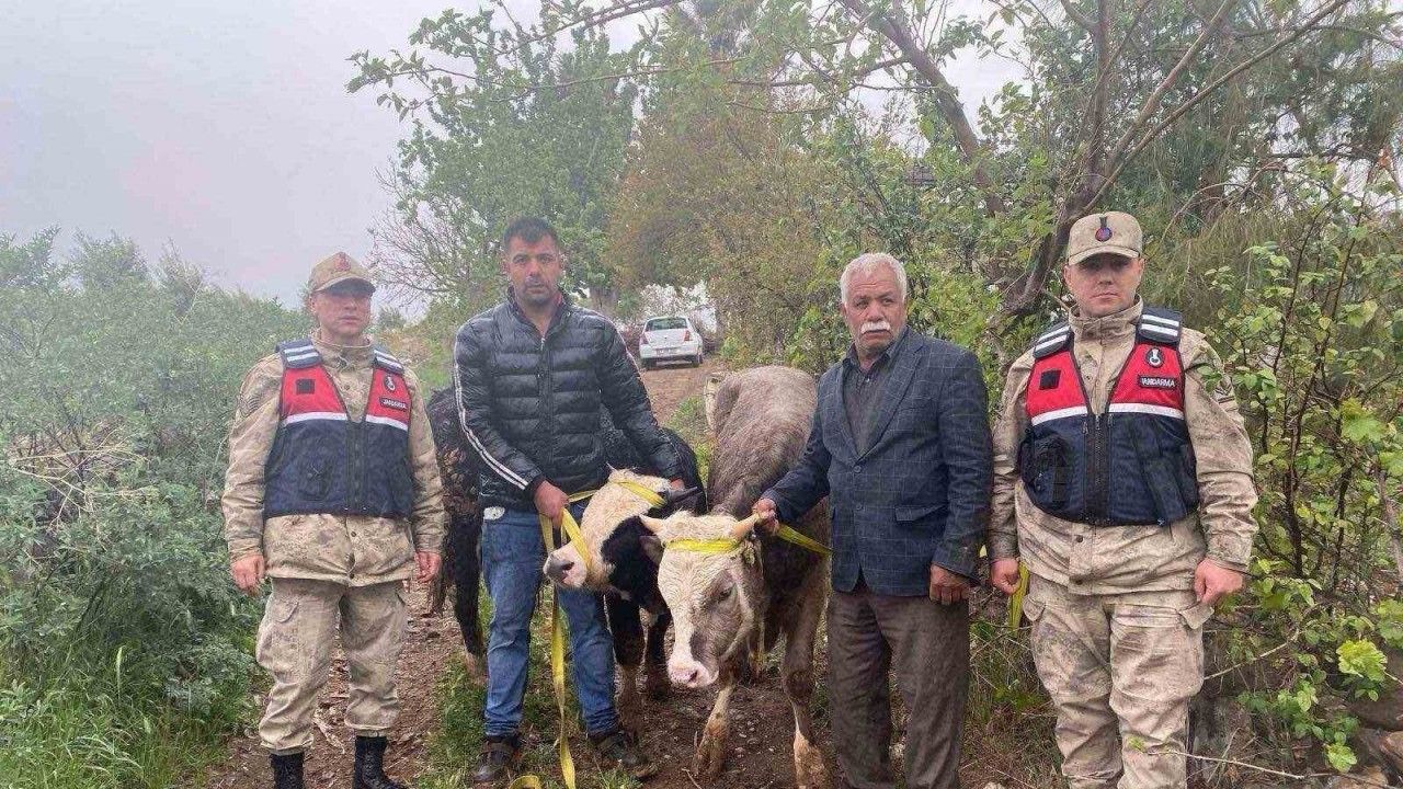 Kilis’te büyükbaş hayvan hırsızlığı şüphelisi 2 şahıs yakalandı