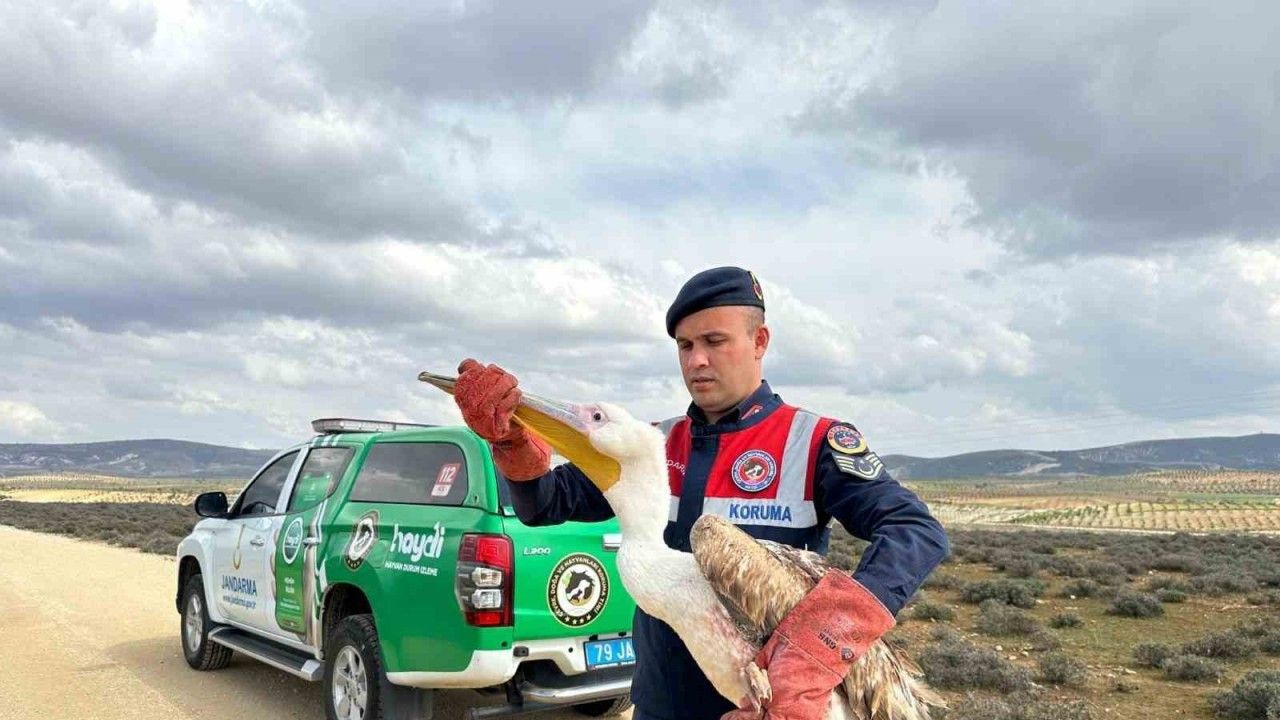 Kilis’te  yaralı pelikanın imdadına ekipler yetişti