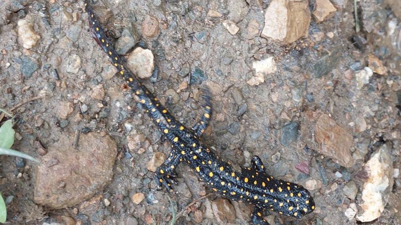Bitlis’te benekli semenderler sürü halinde görüntülendi