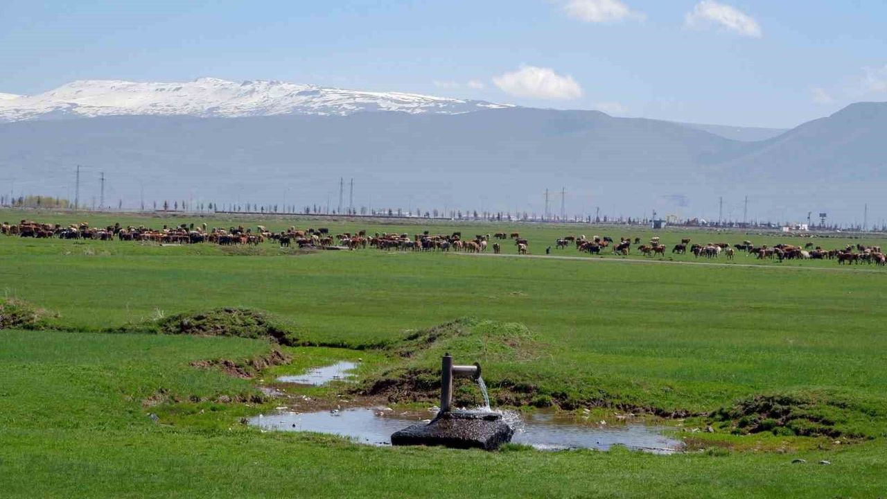 1933'te Danimarka gözünü Erzurum ve Kars'a çevirdi: Hedefleri süt üretimi yapmaktı