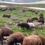 Ağrı'nın yaylalarında yaz ve kış bir arada