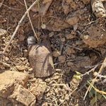 Bursa'da kurtuluş savaşından kalma el bombaları bulundu