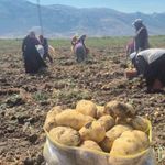 Çölovası'nda patates hasadı sürüyor