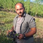 Hisarcık'ta aronya hasadı başladı