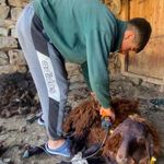 Kavurucu sıcaklar küçükbaş hayvanlarda kırkım mesaisini başlattı