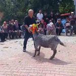 Mut'ta 'keçi güzellik yarışması' düzenlendi
