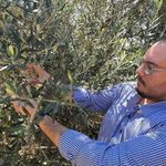 Zeytin hasadı bu yıl 20 gün erken başlayabilir