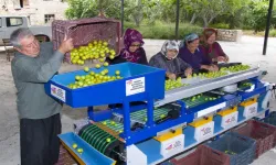 Erik üreticisine boylama makinesi desteği verildi