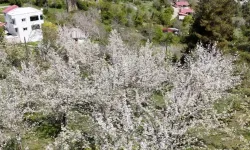 Mersin’de Sakura zamanı!