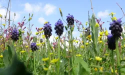 Yayla ve köyler baharla yeşile bürünerek renklendi