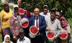 Mersin'de turfanda kiraz hasadı başladı