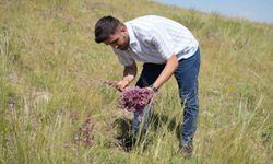 Ağrı Dağı eteklerinde toplanan bitkilerinden aromatik yağlar üretilecek