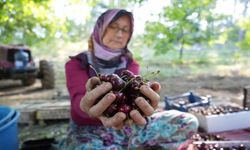 Coğrafi işaretli Keles kirazında 22 bin ton rekolte bekleniyor