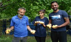 Doğu’nun Çukurova’sı Iğdır’da ’sarı altın’ hasadı başladı