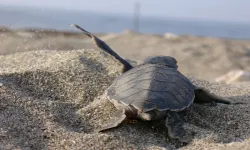 İndigo Turtles ürünleri satın alanlar deniz kaplumbağası evlat ediniyor