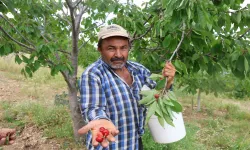 Kirazı işçi bulamayınca köylüler imece usulü topladı