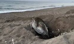 Mersin, sezonluk misafirlerini ağırlıyor