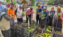 Mersin'de sivrisinek ve haşere ile bitkisel mücadele