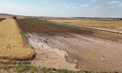 Su küpünün patlamasıyla pamuk tarlası sular altında kaldı