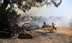 Antalya'da çıkan orman yangınında seralar büyük zarar gördü