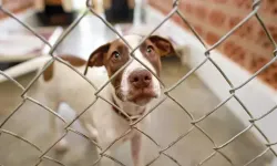 Avrupa Birliği’nden kedi ve köpekler için yeni tasarı