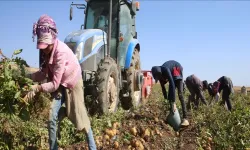 Mersin, mevsimlik tarım işçilerinin günlük ücretlerinde son sırada