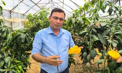 Alanya'da mango hasadı başladı