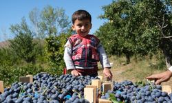 Erzincan'da çarşı ve pazarın en çok satan meyvesinde hasat zamanı