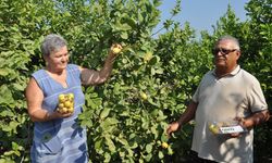 Mersin’de tropikal meyve guavanın hasadına başlandı