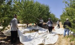 Adıyaman'da badem hasadı başladı