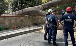 İstanbul Sarıyer’de çürüyen ağaç yola devrildi