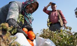 Domates tarlada kalmayacak, Bakanlıktan salça fabrikalarına destek geldi