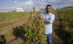 Kelkit'in coğrafi işaretli şeker fasulyesinin hasadı sürüyor