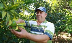 Erkenci mandalina hasadında çalışacak işçi bulamayan bahçe sahibi, 10 dönümlük bahçesinde hasada tek başına başladı