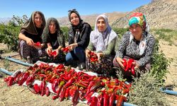 Yüksekovalı kadınlar biber hasadına başladı