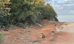 Bilecik'te vatandaşlar sürü halindeki köpeklerden tedirgin