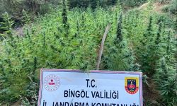 Bingöl’de 225 kök kenevir ele geçirildi