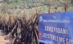 Muğla Büyükşehirden ‘Her Kapıda Bir Fidan’ projesi