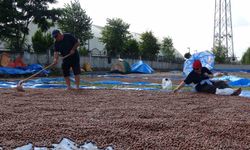 Ordu’da üreticilerin zorlu fındık kurutma mesaisi