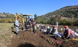 Ezberlerdeki patates algısını bozan tatlı patateste hasat zamanı