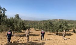 Balıkesir'de zeytinliklere jandarma koruması