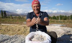 Güle oynaya hasat edilen kuru fasulyede yüksek rekolte çiftçinin yüzünü güldürdü