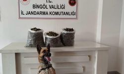 Bingöl'de 4,5 kilo esrar ele geçirildi