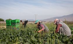 Türkiye'nin ıspanak deposunda hasat heyecanı