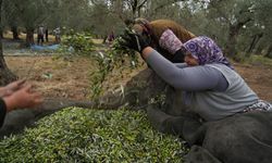 Bilinenin aksine siyah ve yeşil zeytin ağaçları ayrı değil