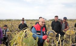 Ağrı'nın bereketleri topraklarında büyüyen ayçiçeklerinden 10 bin ton verim bekleniyor