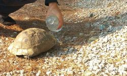 Alevlerden kaçan kaplumbağa güvenli alana bırakıldı